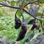 Mojo Blackie - Capsicum chinense - CHILI magok (5+) - OLASZ KÜLÖNLEGESSÉG! - Ch 246 fotó