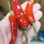 Purple Cacho White Leaf CHILI magok (5+) - LÁTVÁNYOS KÜLÖNLEGESSÉG! - Ch 235 fotó