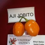 Aji Jobito CHILI (5+) magok - VENEZUELAI KÜLÖNLEGESSÉG! - Ch 172 fotó