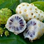 NONI, Indiai eperfa - Morinda citrifolia - magok (5+) - PIKÁNS KÜLÖNLEGESSÉG! - Gx 031 fotó