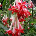 Boliviai FUKSZIA 'White' - Fuchsia boliviana - magok (25+) - RAGYOGÓ SZÉPSÉG! - Virágmagok - GX 055 fotó