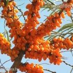 ÚJDONSÁG! Homoktövis...........Hippophae Rhamnoides....... /10mag/ NÖV.-291 fotó