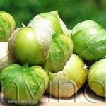 Zöld tomatillo 3 db mag Kiváló saláta készíthető belőle fotó