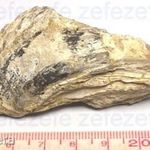 Osztriga (Ostrea) teknő fosszília / kövület / ásvány - 40 millió éves (167.) fotó