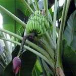 FŐZŐ BANÁN / Plantain - Musa balbisiana - magok (5+) - KÜLÖNLEGESSÉG! - Gx 137 fotó
