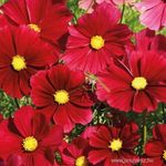 Versailles Red Cosmos, pillangóvirág, kozmosz mag, magok 10 mag fotó