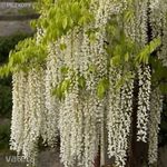 Wisteria sinensis 'Alba' Fehér futó akác magok!Évelő, Fagytűrő, 2db mag!Ritkaság! fotó