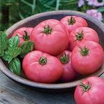 Óriás rózsaszín Málna paradicsom mag!Bőtermő ízletes!10mag fotó