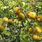 Vadcitrom/Poncirus Trifoliata/3mag, ......NÖV.-319 fotó