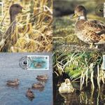 1991. Dél-Georgia . , WWF Nyílfarkú réce sor CARTE MAXIMUM fotó