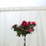 Ecrü sablé hímzett vitrázs függöny 55cm magas és 84cm széles. fotó