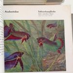 Arthur Rachow: Aquarienfische (akváriumi halak) akvarista füzetek német nyelven fotó