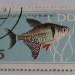 1966-os akváriumi halak 5 Pf. - Kelet-német pfennig fotó