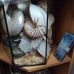 Eladó óriási és egyedi tengeri kagyló csiga gyűjtemény fotó