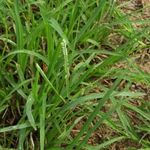 INDIAI ASZÁLYFŰ/ KÖLES - Eleusine indica magok (25+) - SZÁRAZSÁGTŰRŐ EGYNYÁRI! - Am 113 fotó