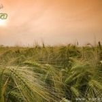 Ingyen posta, kész kép feszítőkeretben, Vászonkép, gabona, kalász, mező, tájkép fotó
