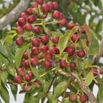 INDIAI BORS / Goa bors - Zanthoxylum rhetsa - magok (5+) - FŰSZERNÖVÉNY! - F 196 fotó
