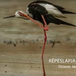 Képeslapjaim fotó