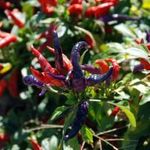 April Fool's Day CHILI - Capsicum annuum - magok (5+) - PIKÁNS SZÉPSÉG! - Ch 194 fotó