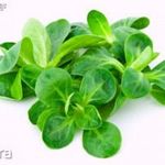 Galambsaláta-madársaláta ( Valerianella locusta) magok!30db mag fotó