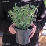 Majoranna gyógy-fűszernövény (Origanum majorana)!15db mag fotó