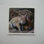Vaddisznó matrica 5, 5 x 5, 5 cm 1 FT-RÓL NMÁ! fotó