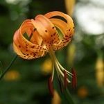Turbán liliom ...Lilium Superbum..../3mag/........NÖV.-059 fotó