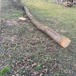 vadcseresznye rönk, 2 hetes vágás ár alatt, cseresznye 5, 25 méteres, hibátlan faanyag, húsfüstölésre? fotó