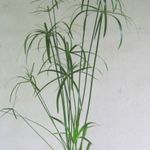 Vízipálma magok....Cyperus alternifolius......./20mag/ NÖV.-063 fotó