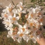 T. Sharid nerium oleander, leander csemete fotó