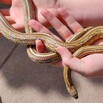 Eladó karamell tessera gabonasiklo fotó
