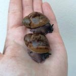 Archachatina marginata ovum - XXL Jumbo fotó