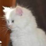 Ragdoll kiscica - Törzskönyvezett creme bicolor kandúr TENYÉSZTÉSRE - KIÁLLÍTÁSRA fotó