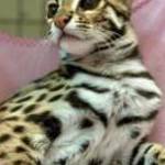 ocelot cica eladó fotó