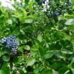 Frische Bio-Heidelbeeren zum Verkauf fotó