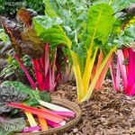 Mángold mix (Beta vulgaris var. cicla)magok!6db mag fotó