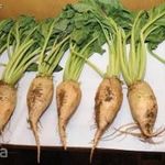 Cukorrépa magok(Beta vulgaris subsp. vulgaris var. altissima)!100db mag fotó
