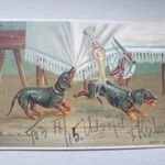 Rosszalkodó tacskók - tacskó kutyák - Müller München - 1903 - képeslap - T fotó