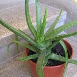 Gyógynövény, szobanövény, Aloe Vera, kb 35 cm egészséges. kevés vízet igényel. Személyesen is. fotó
