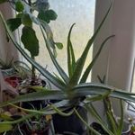 aloe vera nagyobb, ..1db fotó