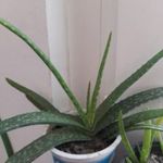 aloe vera kisebb 1db fotó