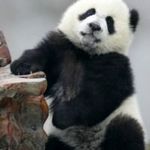 Ingyen posta, kész kép feszítőkeretben, Panda medve, vászonkép 40x60 cm-es fotó