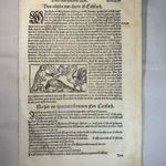 1550 Papagájok és egy Indiai város fametszeten, Münster Cosmografia című enciklopédiából fotó