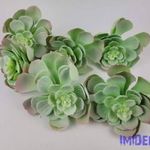 Gumis nagyfejű kövirózsa D13 M15 cm - Hamvas fotó