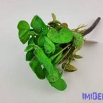 Békalencse gumis bokor 21 cm - Cirmos Zöld fotó
