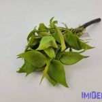 Szívleveles gumis bokor 21 cm - Sárgás Zöld fotó