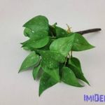 Szívleveles gumis bokor 21 cm - Zöld Foltos fotó