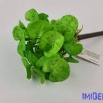 Békalencse gumis bokor 21 cm - Világos Zöld fotó