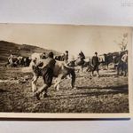 1915 nagyon jó fénykép huszár legények szarvasmarhával tusakodnak 1.vh eredeti fotó