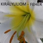 Királyliliom- Fehér 2 db!! (chili, paradicsom, fólia, paprika) HÁZHOZ MÁJUS 16-án!!! fotó